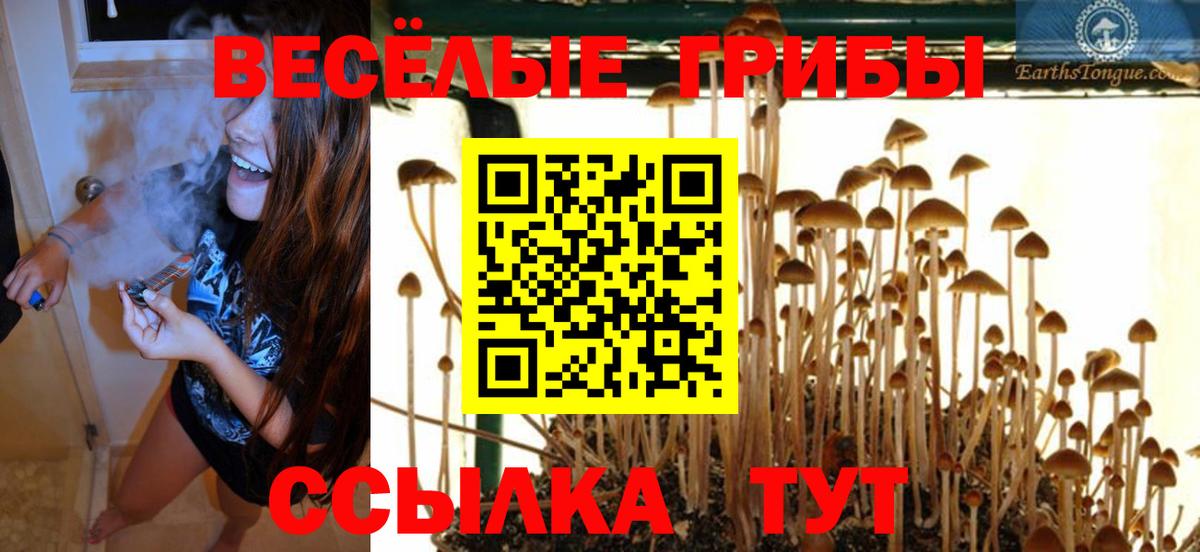 Можга  Псилоцибиновые грибы MAGIC MUSHROOMS  Вход с VPN 